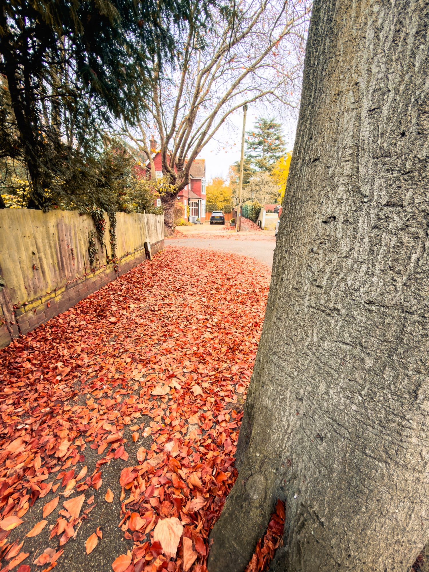 Err, trees — where is the pavement?